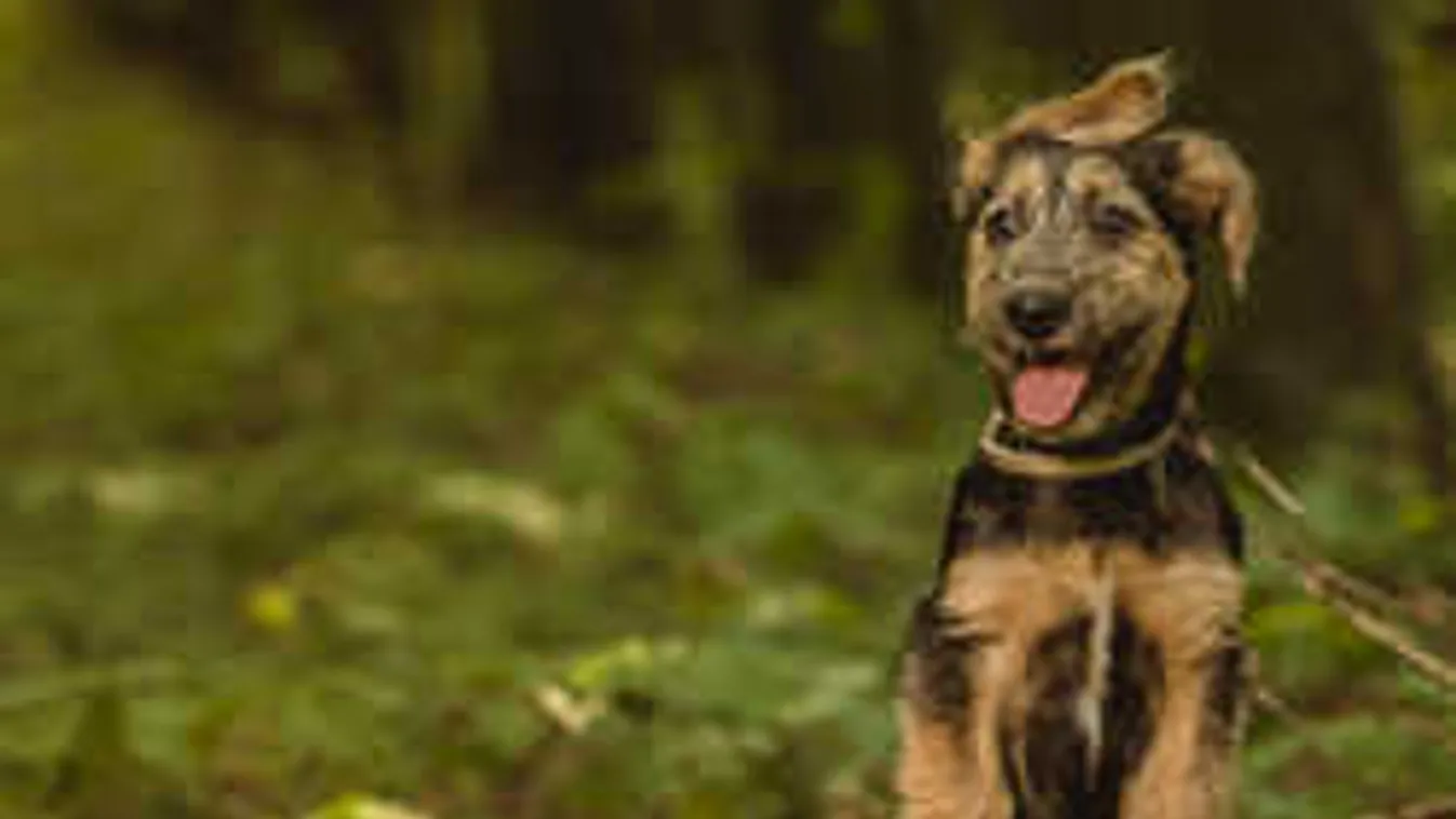 Nem akármilyen kutyákkal divatbemutatóznak a szépségek