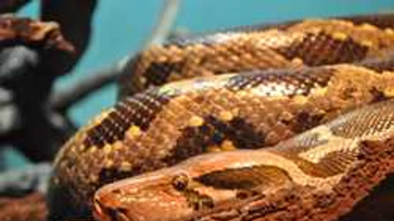 Hátborzongató lényt talált a gazda a kertjében, a szakértőket is meglepte a bejelentés