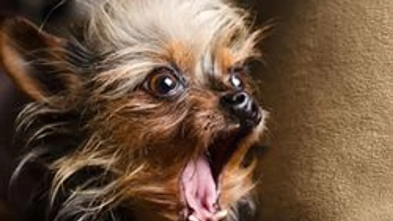 20 állat kéri: Hagyjatok végre békén!