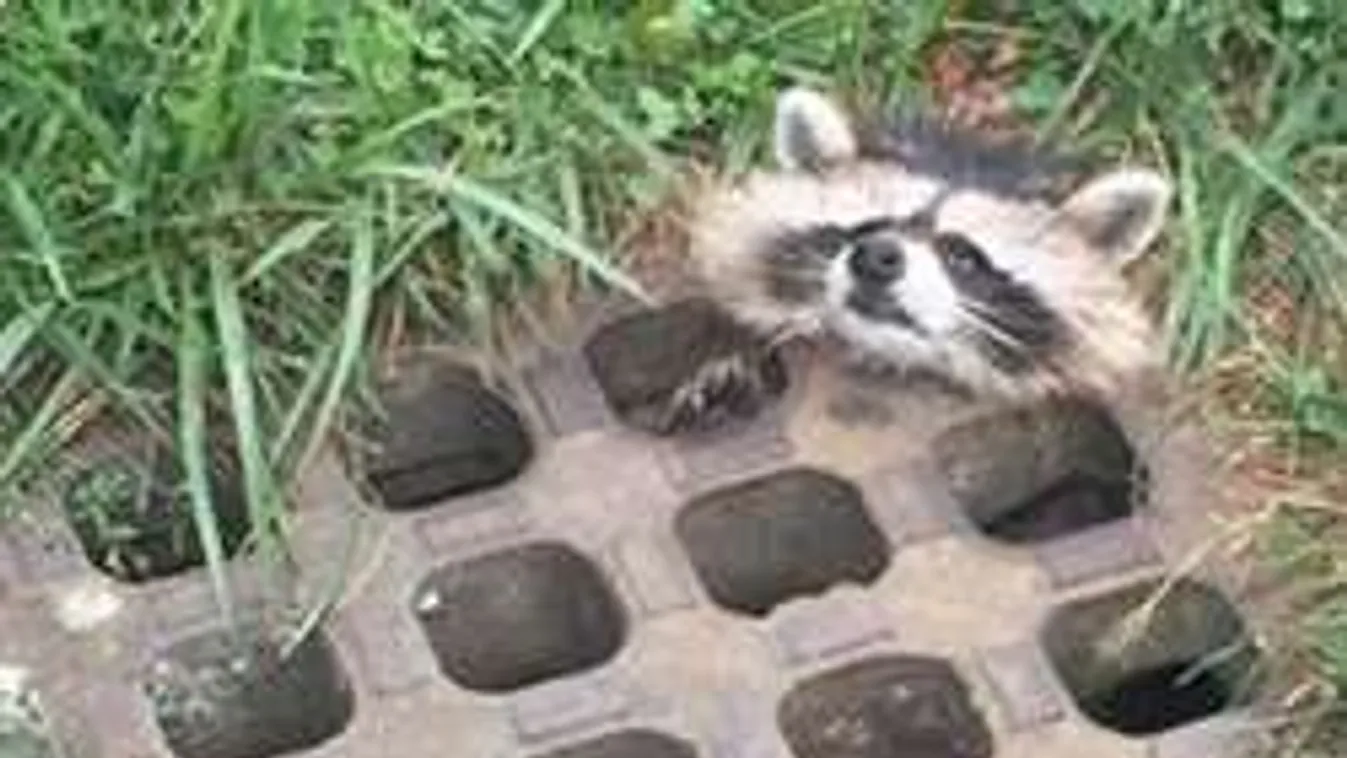 Állati szabadulóshow: ettől besírsz!