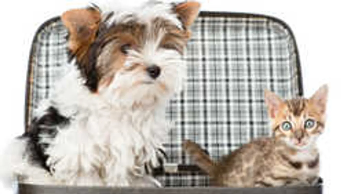 Így nyaralj a kutyáddal. Ezeket ne felejtsd magaddal vinni