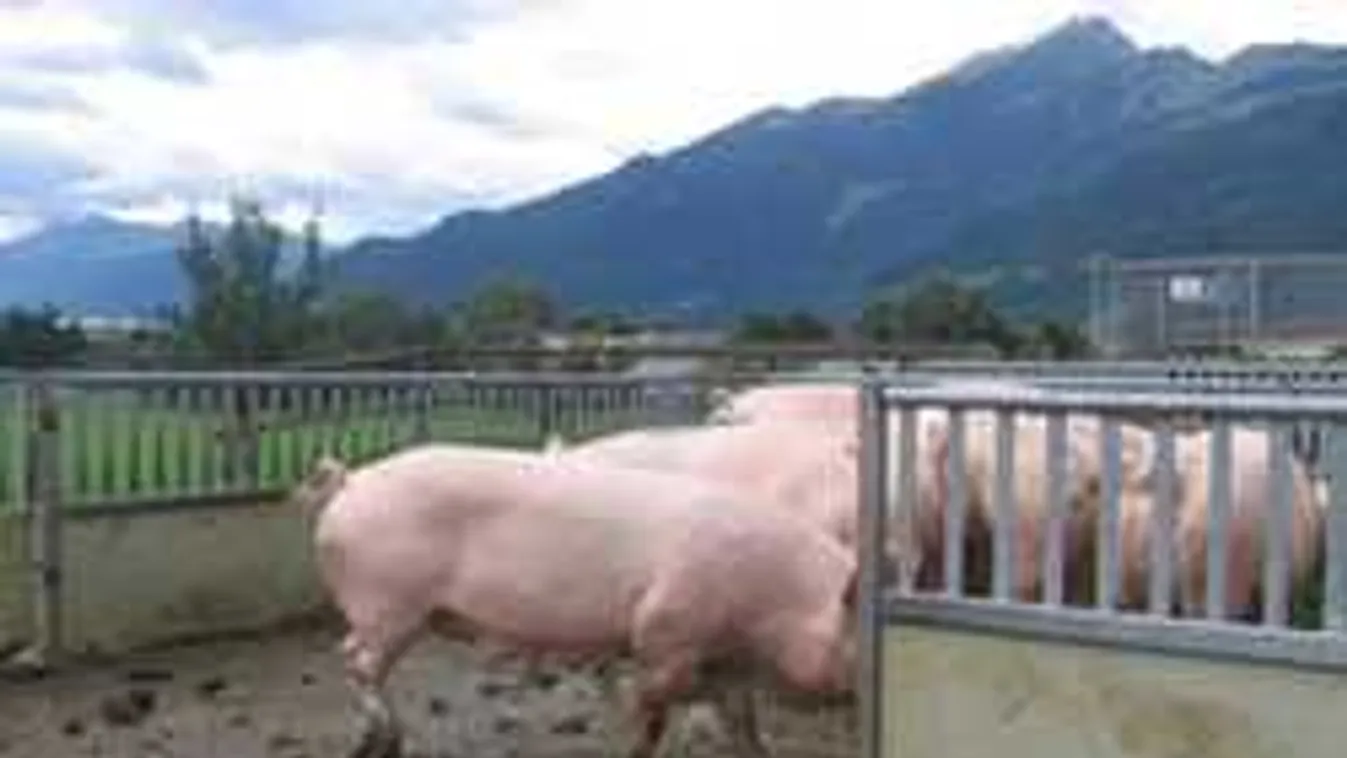 Megvan, miért fulladt gödörbe a kisfiú Háromfán