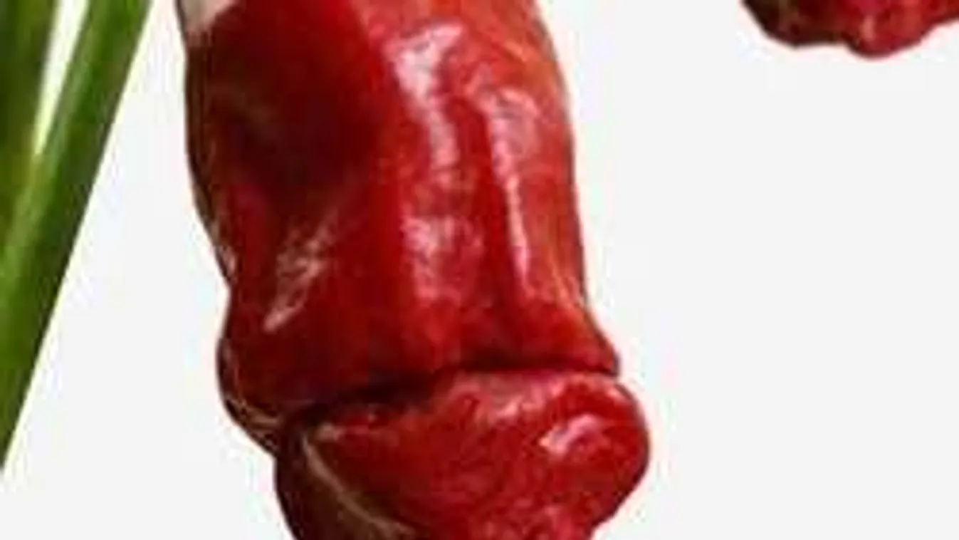Nemi szerv alakú paprika az új őrület, te termesztenéd?
