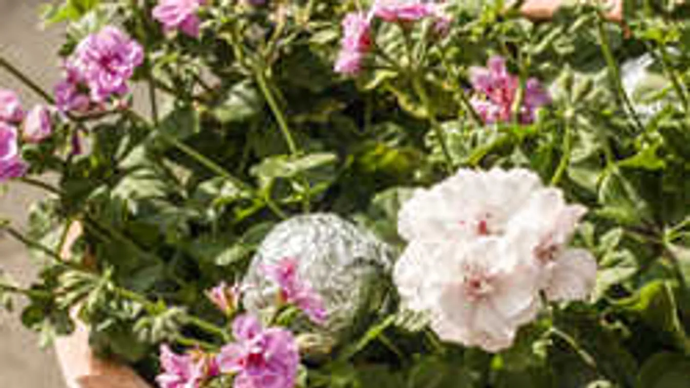 Ezért tegyél alufóliát a kertbe! Minden gondod megoldódik!