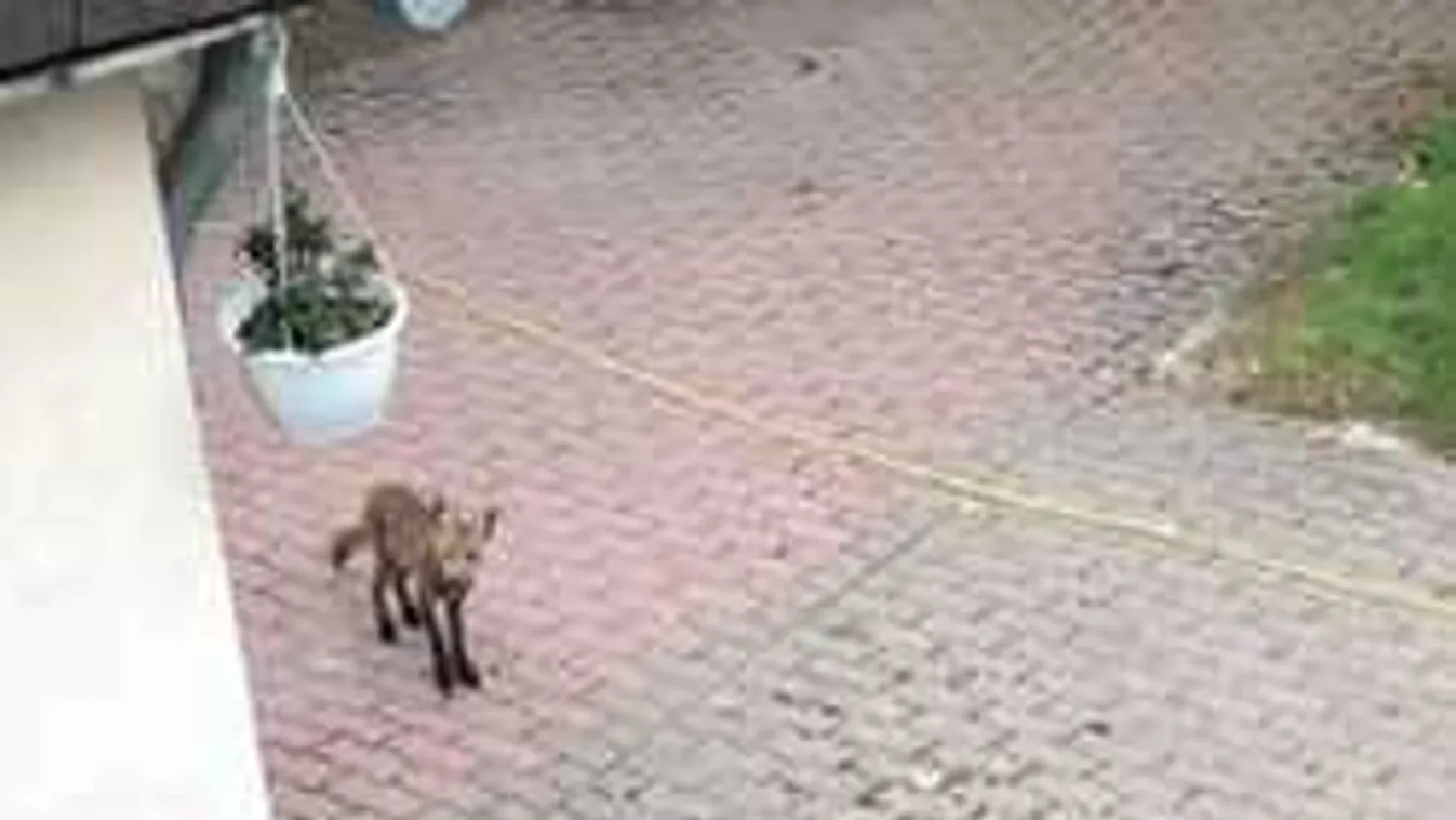 Váratlan vendégek randalíroztak a szentendrei kertekben