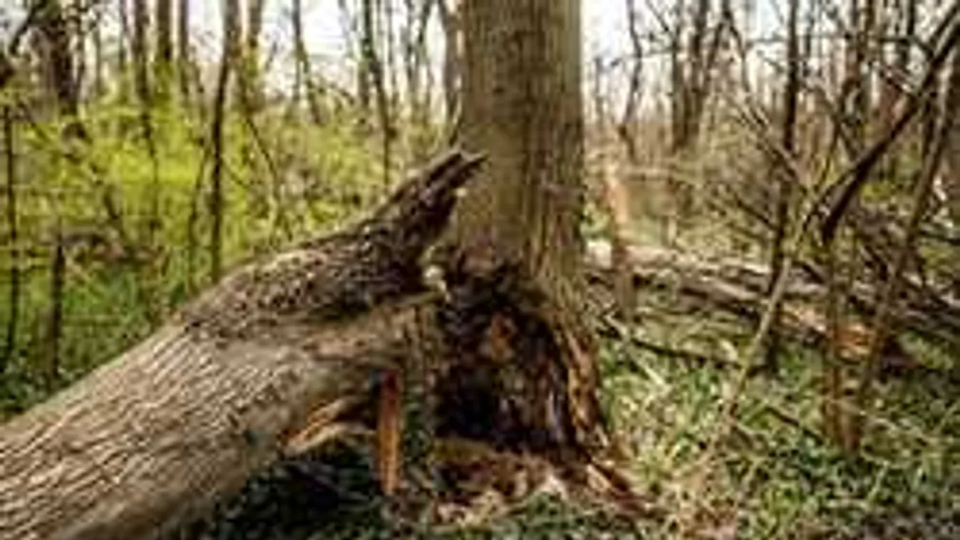 Kipusztulhat a kőris Magyarországon