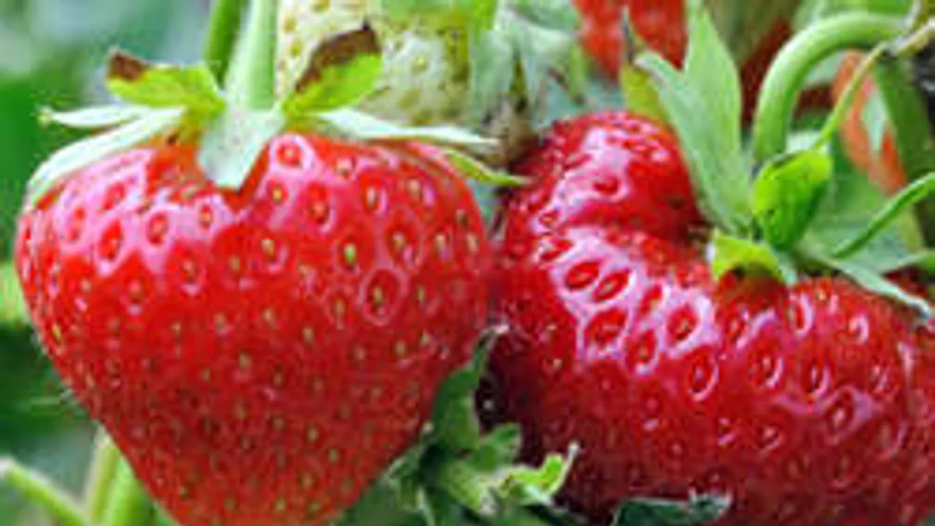 Beindítjuk az eperlavinát! Illatos ültetvényed lehet a teraszon!