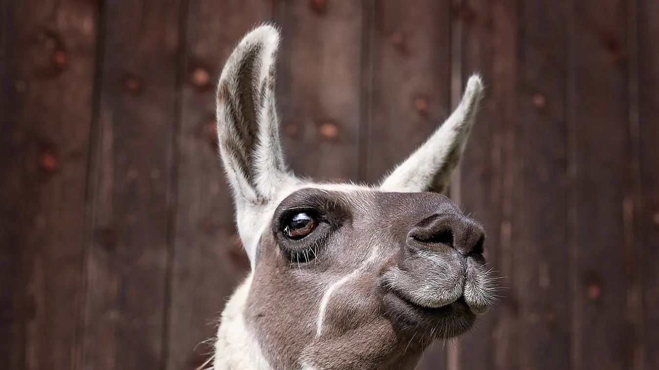 Nézd meg, milyen cuki lámák születtek a Debreceni állatkertben -fotók