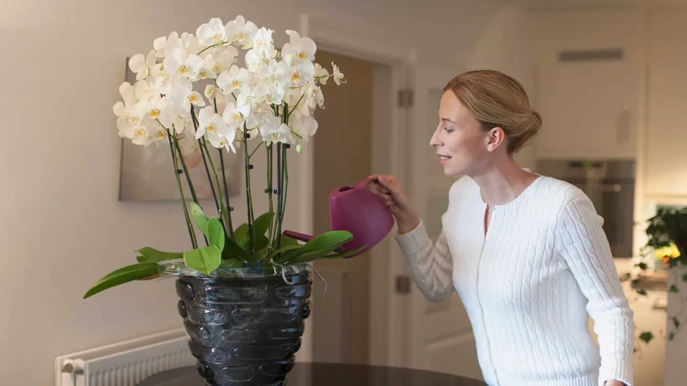 Így öntözd helyesen az orchideát