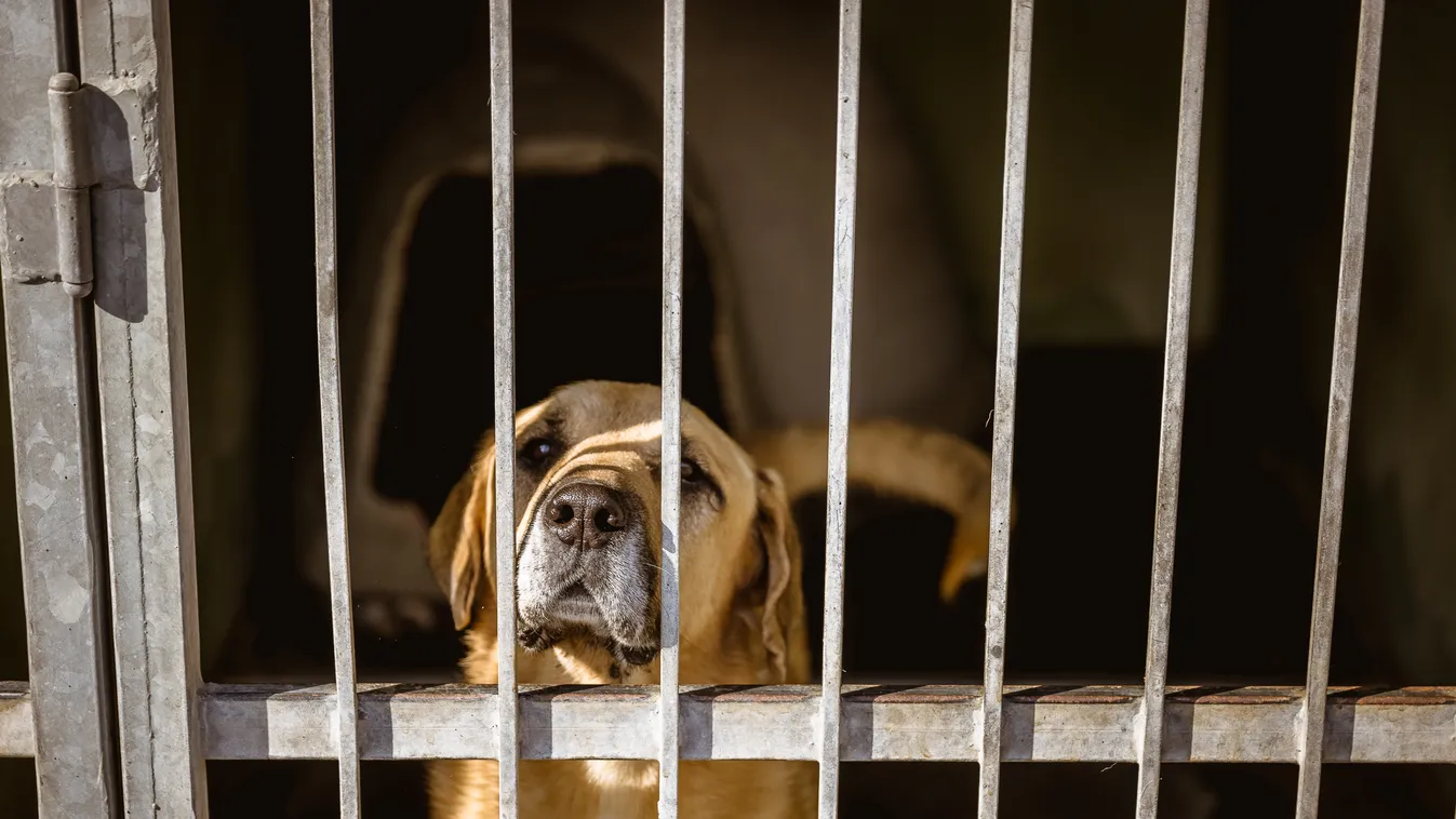 Így csinál kedvet ez az alapítvány a kutyák örökbefogadásához