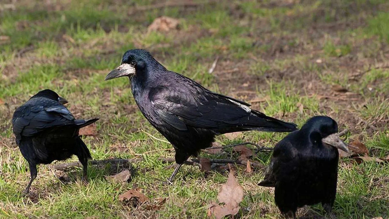 Elképesztő megoldással kezelnék a szemétproblémát egy svéd kisvárosban