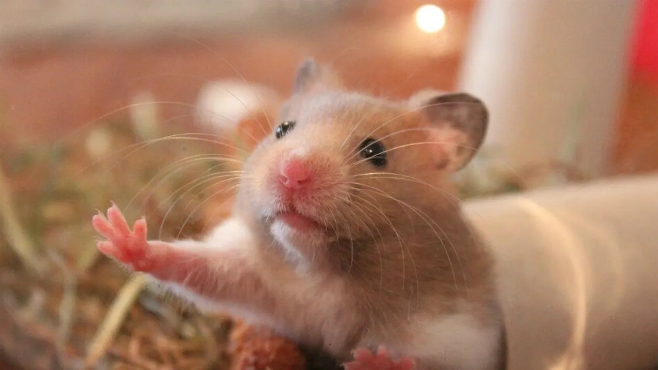 Tömegesen leölik a hörcsögöket a járvány miatt