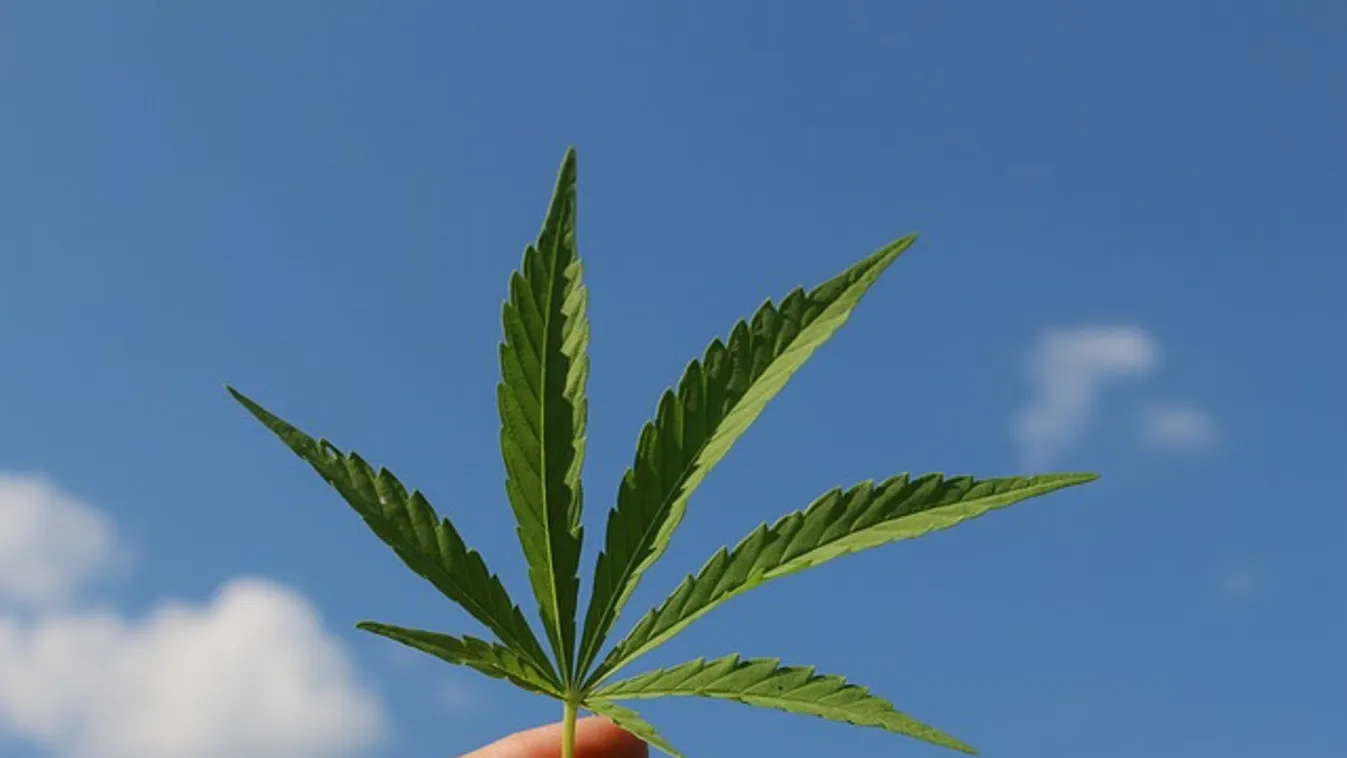 Kannabiszból készítenek Covid-gyógyszert, meglepőek az eredmények