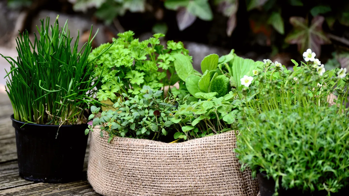 Erre figyelj nagyon, ha fűszerkertet tervezel