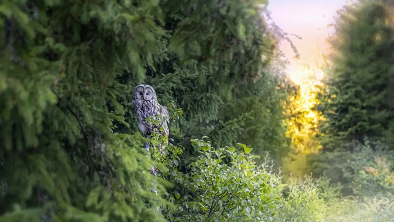 Forgalmas út mellett ütötték el a kuvikot