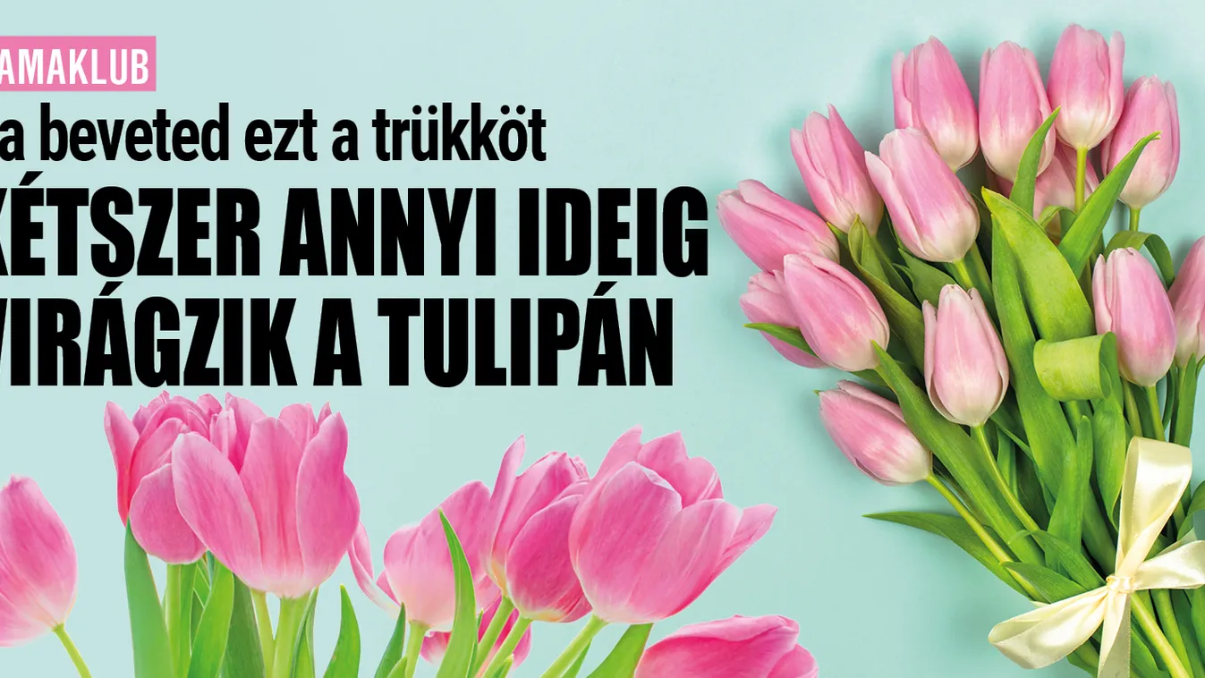 Kétszer annyi ideig virágzik a tulipán ezzel a trükkel