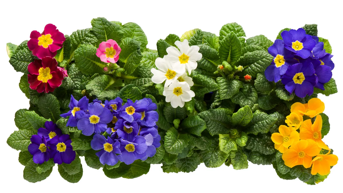 Hozd be a tavaszt az otthonodba, így gondozd a kankalint