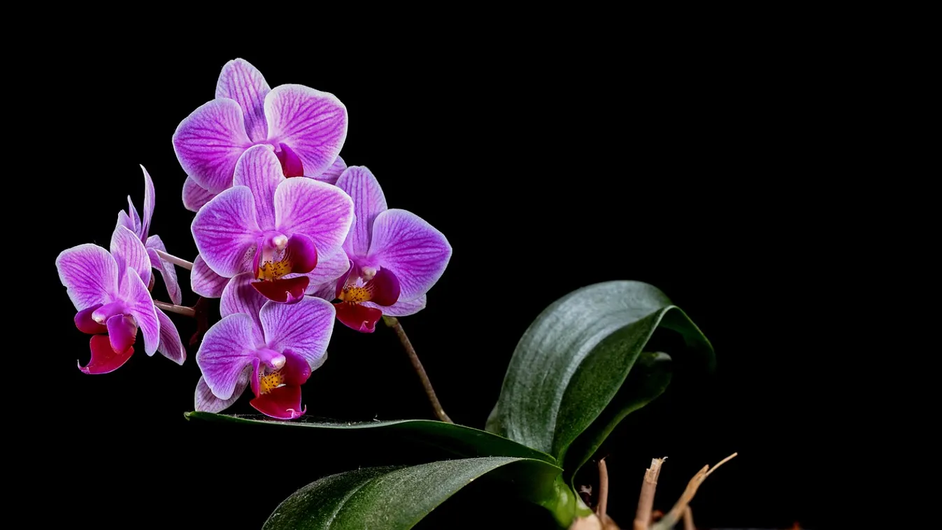 Így öntözd helyesen az orchideát