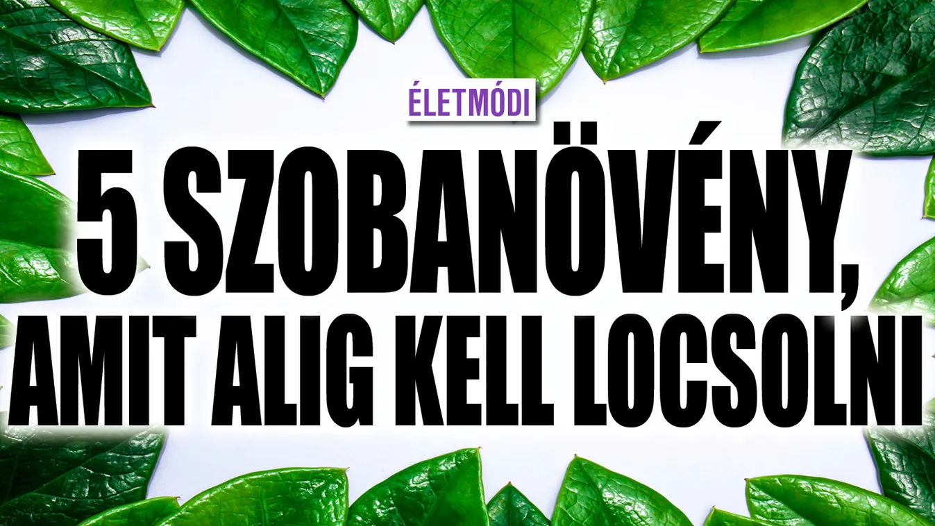 Alig kell locsolni ezt az 5 szobanövényt