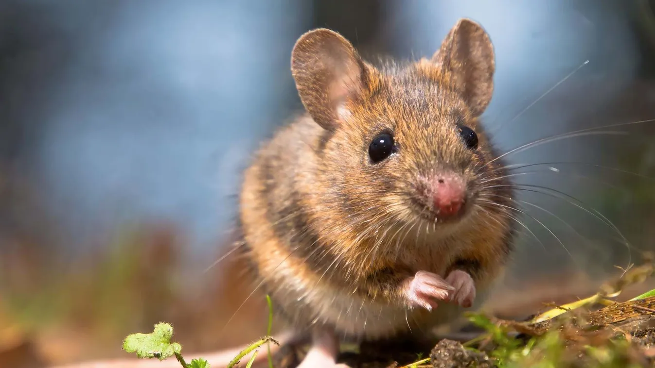 Ettől az állattól eredhet az omikron