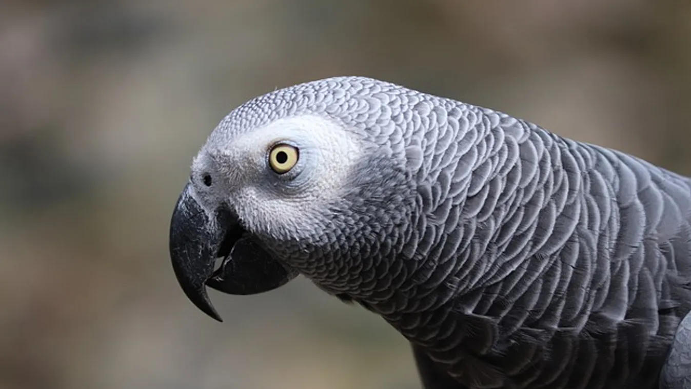 Elképesztő videót készített egy akciókamerával a tolvaj