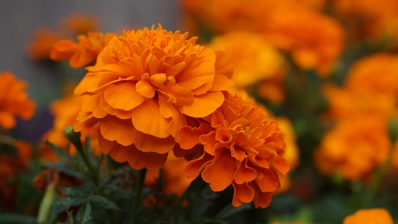 Ezeket a magokat kezdd el nevelni és gyönyörű lesz idén a kert