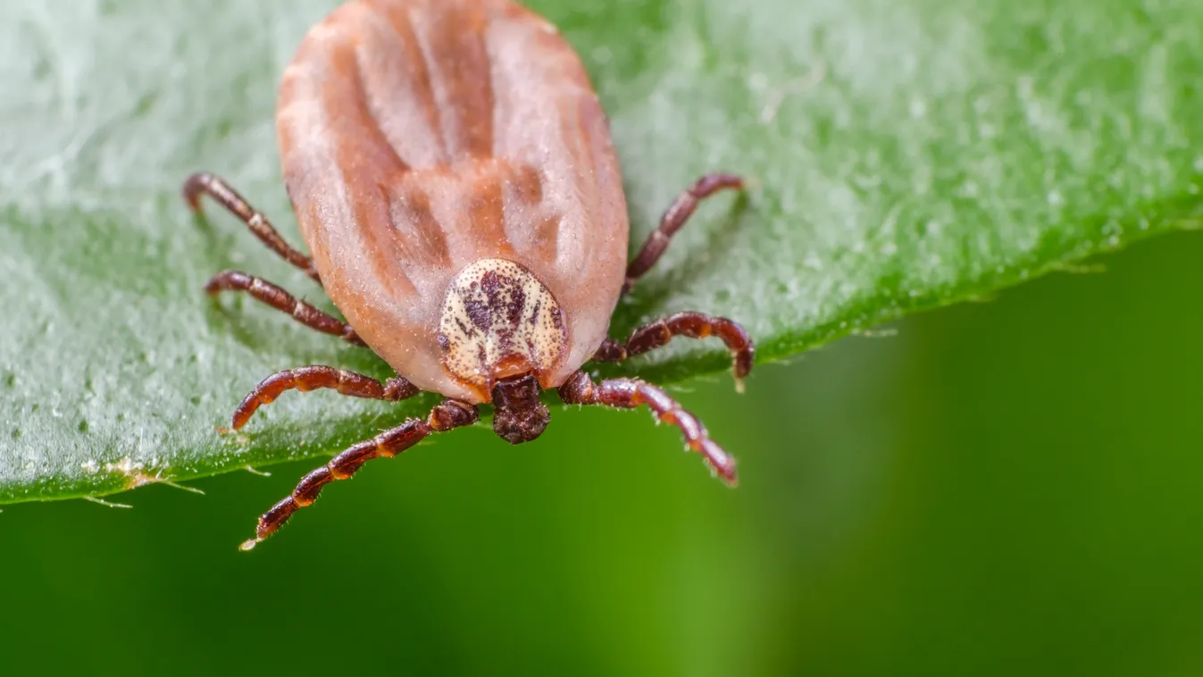Kullancsszezon: ideje elkezdeni a védekezést