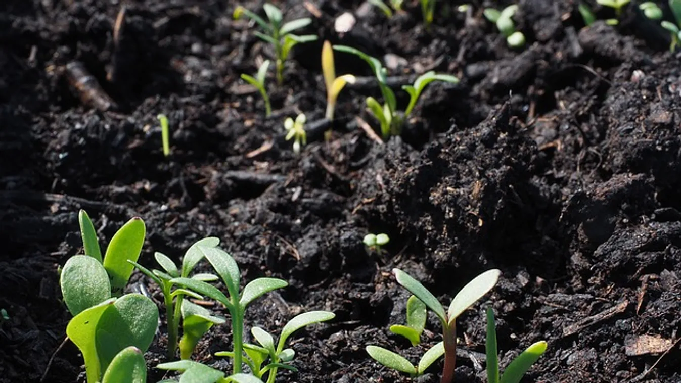 Nem kell februárig várni, ezekkel a növényekkel máris kezdheted a palántázást