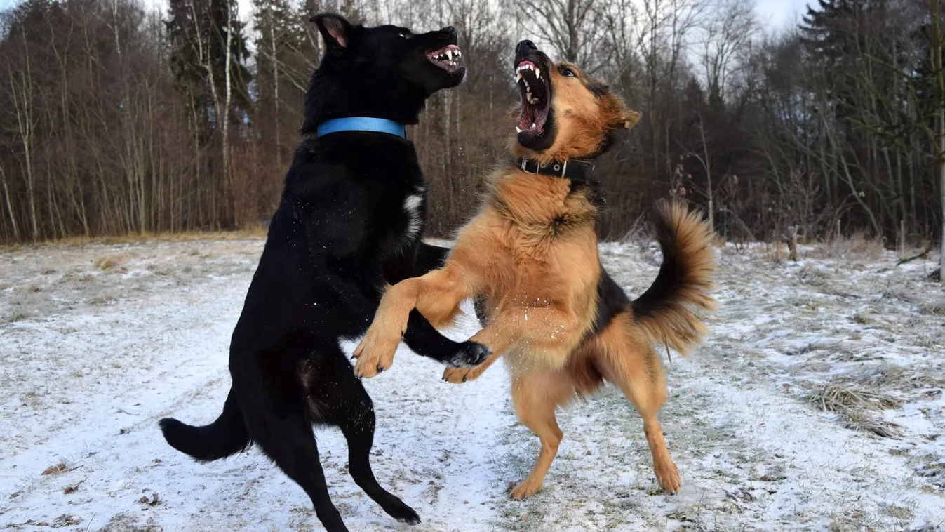 Végzetesek lehetnek a kutyákkal kapcsolatos tévhitek