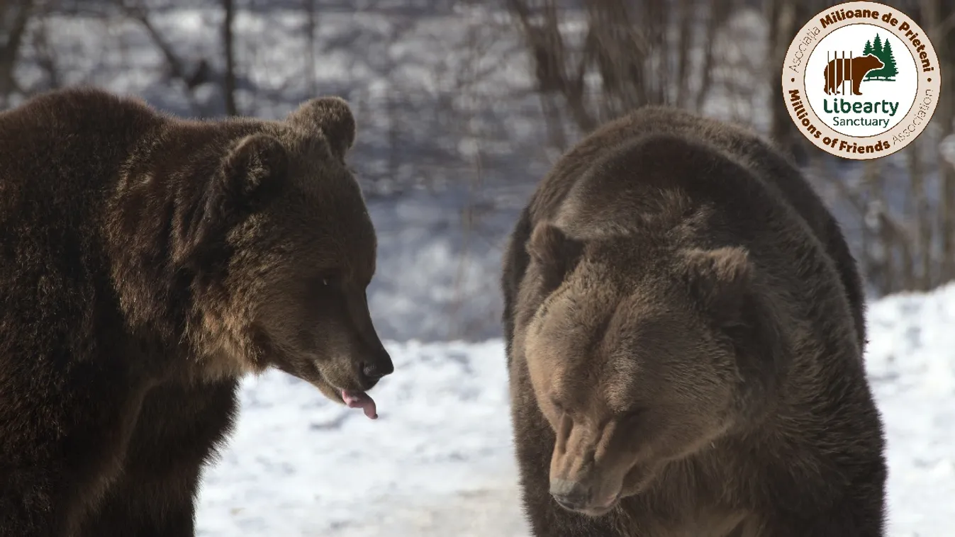 Medve helyett a testvérét lőtte le egy férfi
