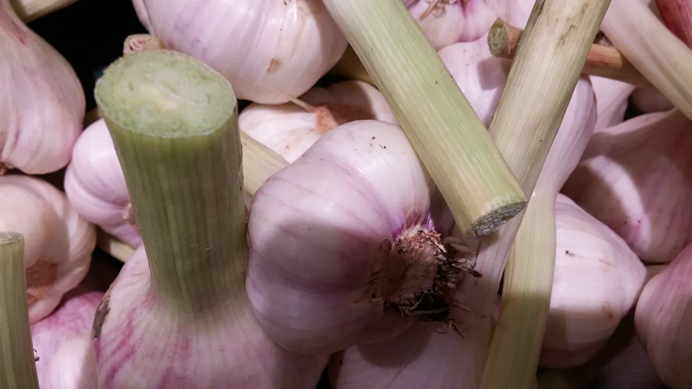 Így kell tavasszal ültetni a fokhagymát