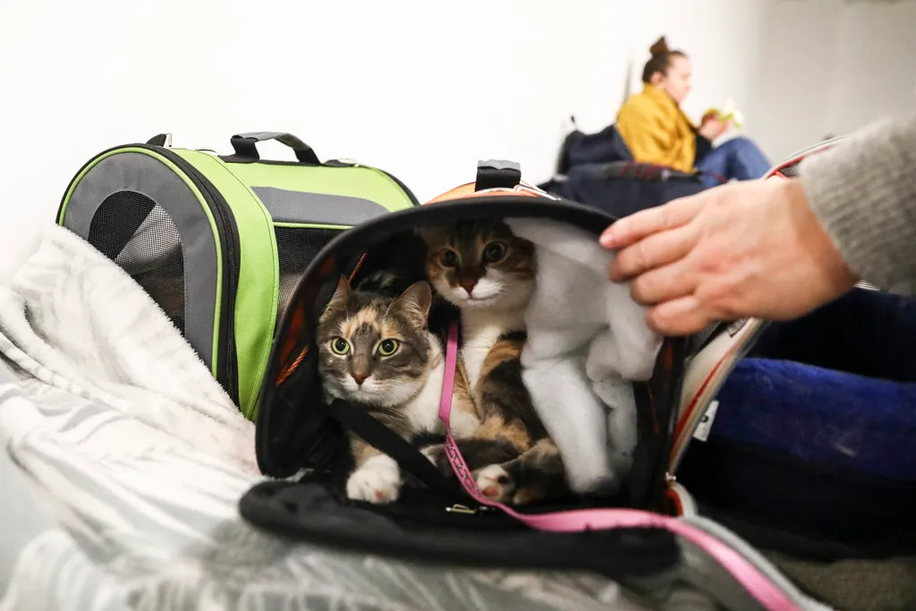 Többen a háziállatokat is magukkal tudták hozni.