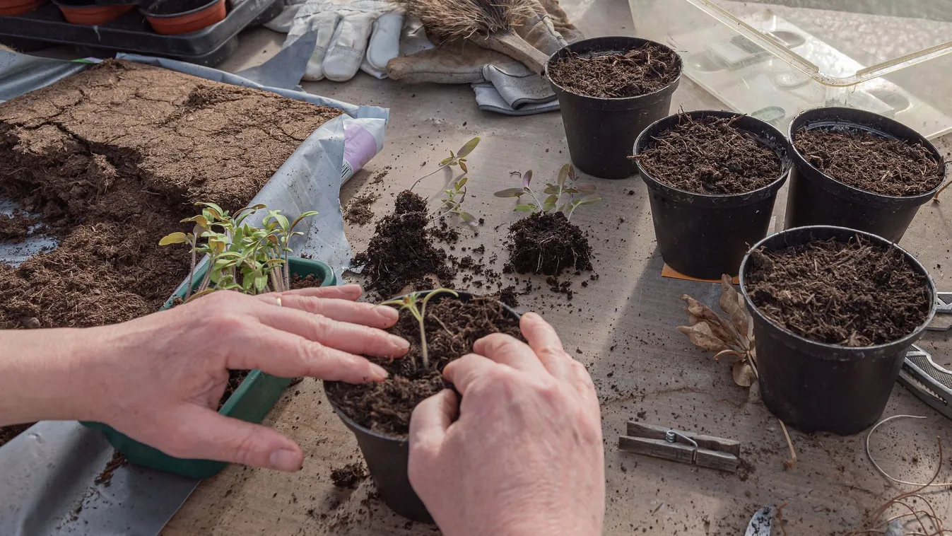 Ezt a dolgot a férfiak többsége elfelejti ültetéskor