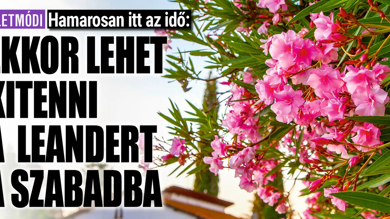 Ekkor lehet kitenni a leandert a szabadba