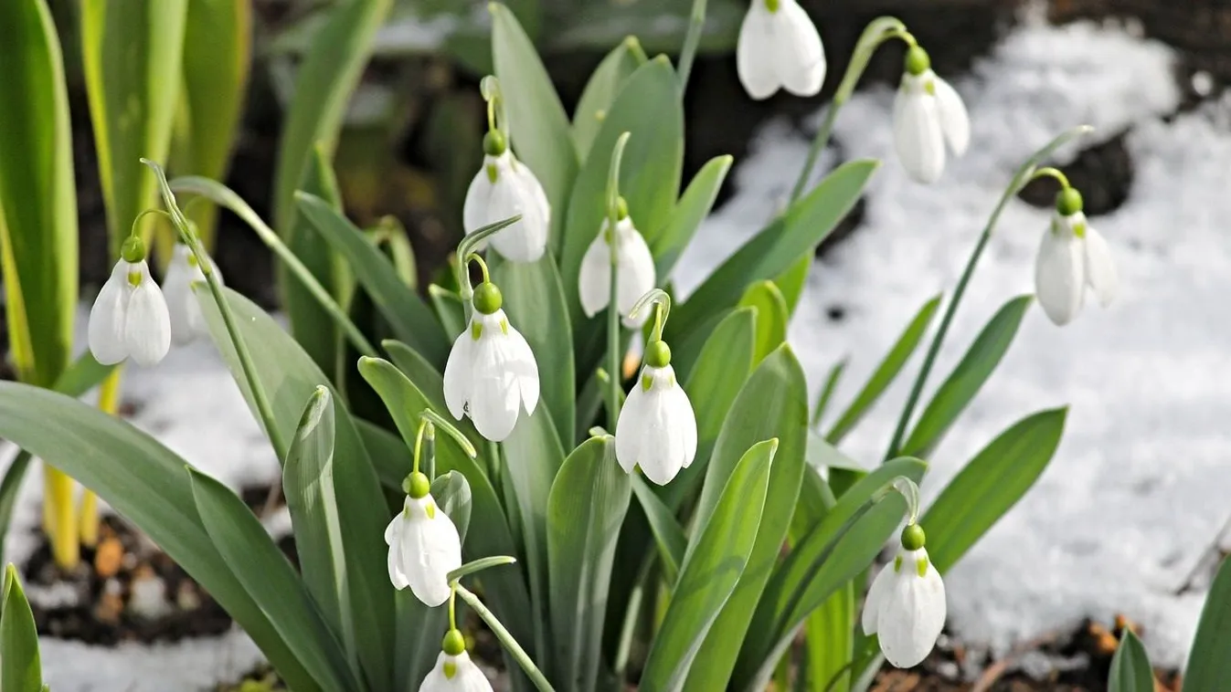 Már nem kell sokáig várni, ekkor robban be a tavasz Magyarországra