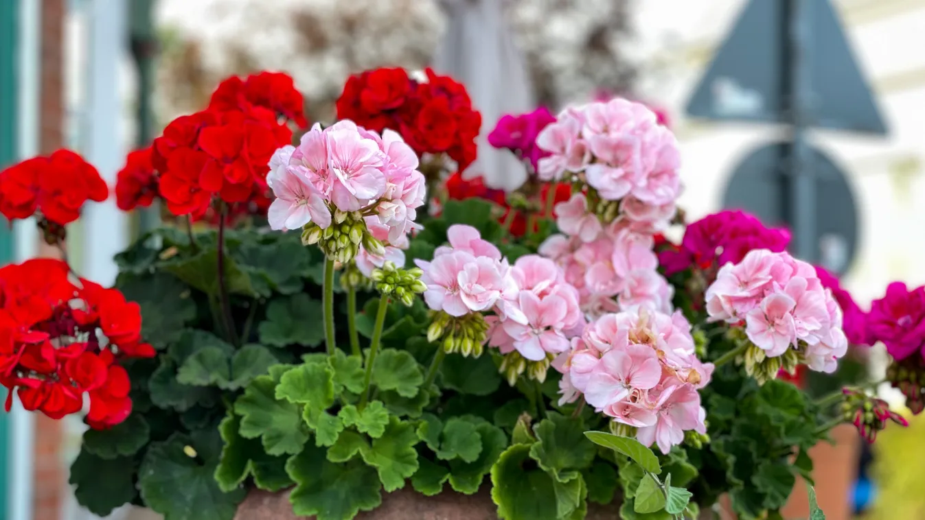 Kezdd el felébreszteni a muskátlit, ez az első lépés