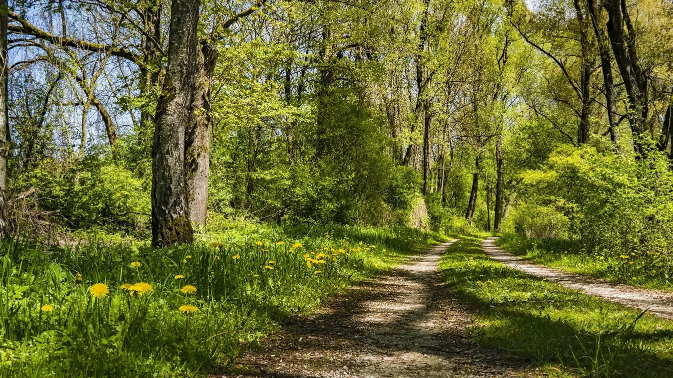 Ehető tavaszi gyógynövények az erdőből