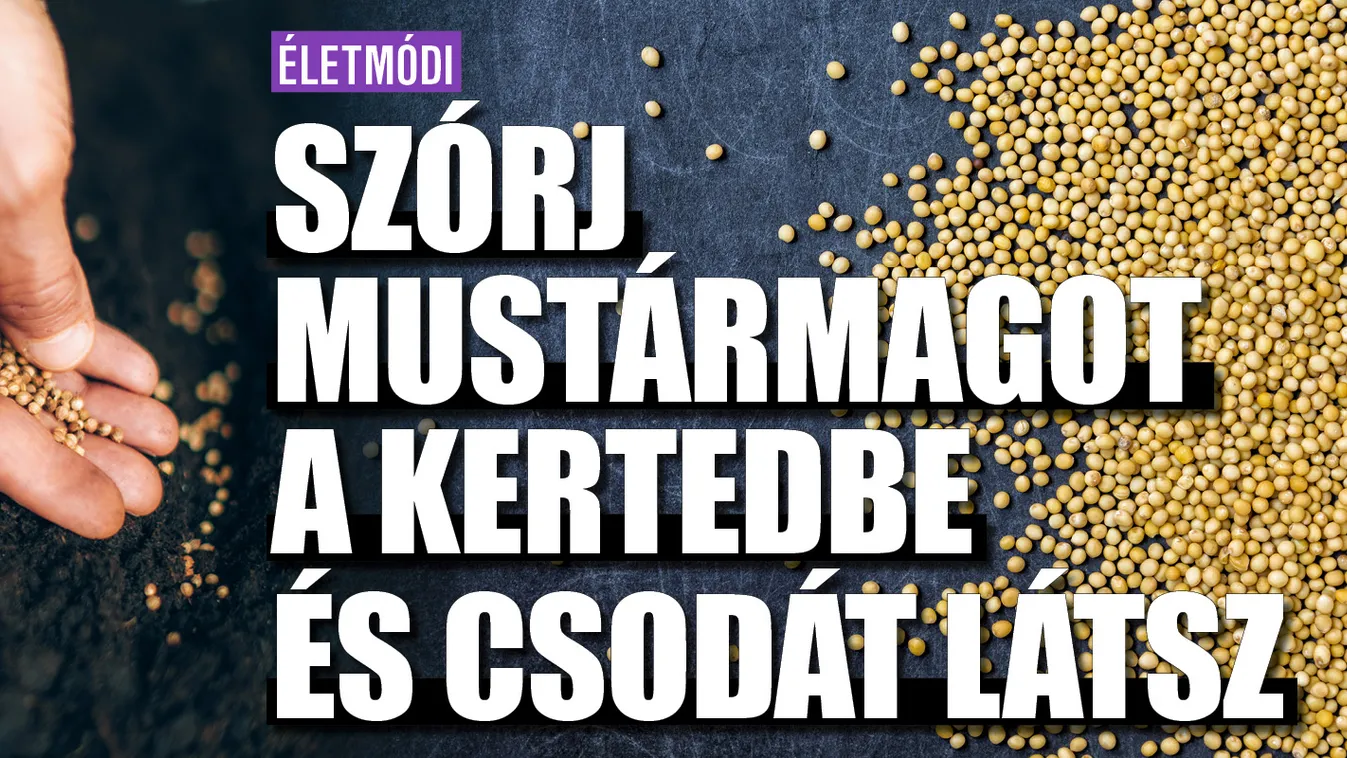Szórj mustármagot a kertedbe és csodát látsz