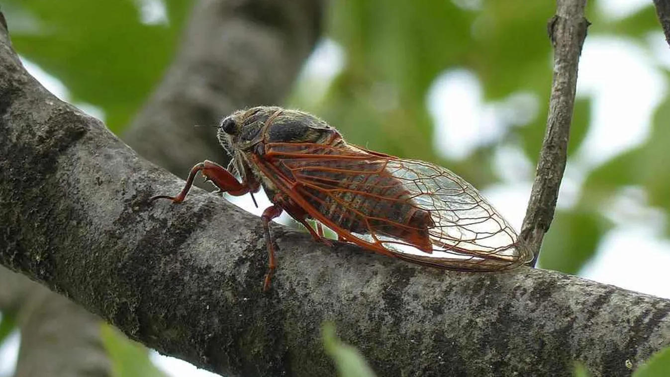 Nem hiszed el, mi lett az év rovara!