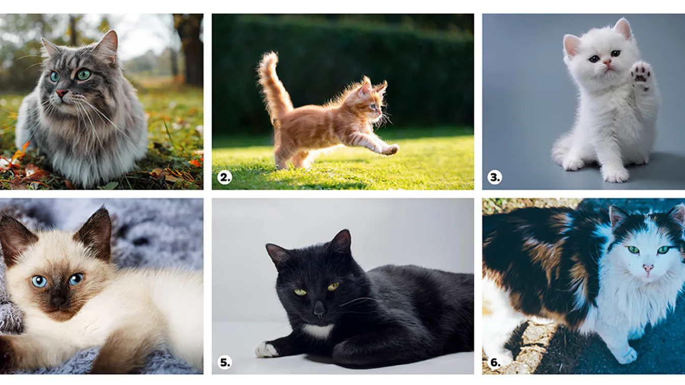 Válassz egy macskát: megmutatja, mi rejlik a lelked mélyén