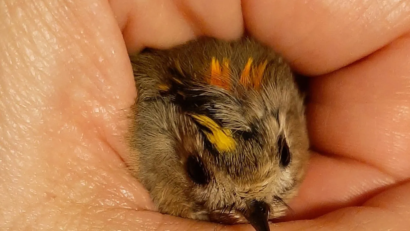 Balesete kapcsán találhat párra Európa pici énekese