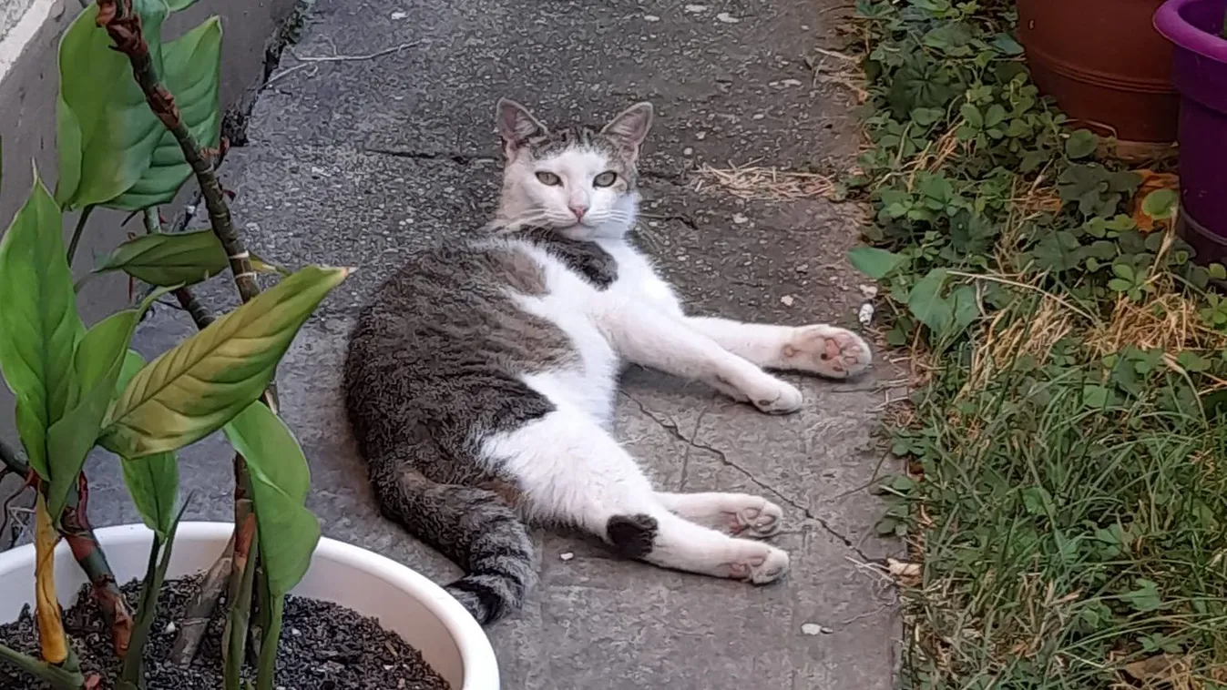 100 ezer forint jár, ha megtalálod a frufrus cicát