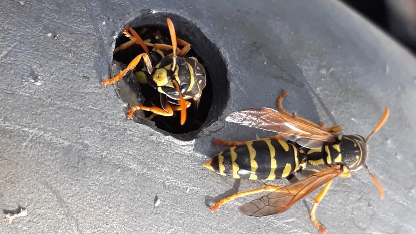 Idén ekkor kezdődik a darázsinvázió, mérgük veszélyes