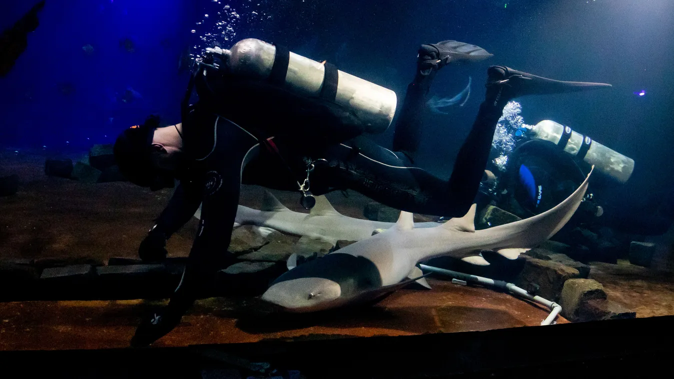 Zabálják a magyarok a látványos cápaetetést a Ligetben