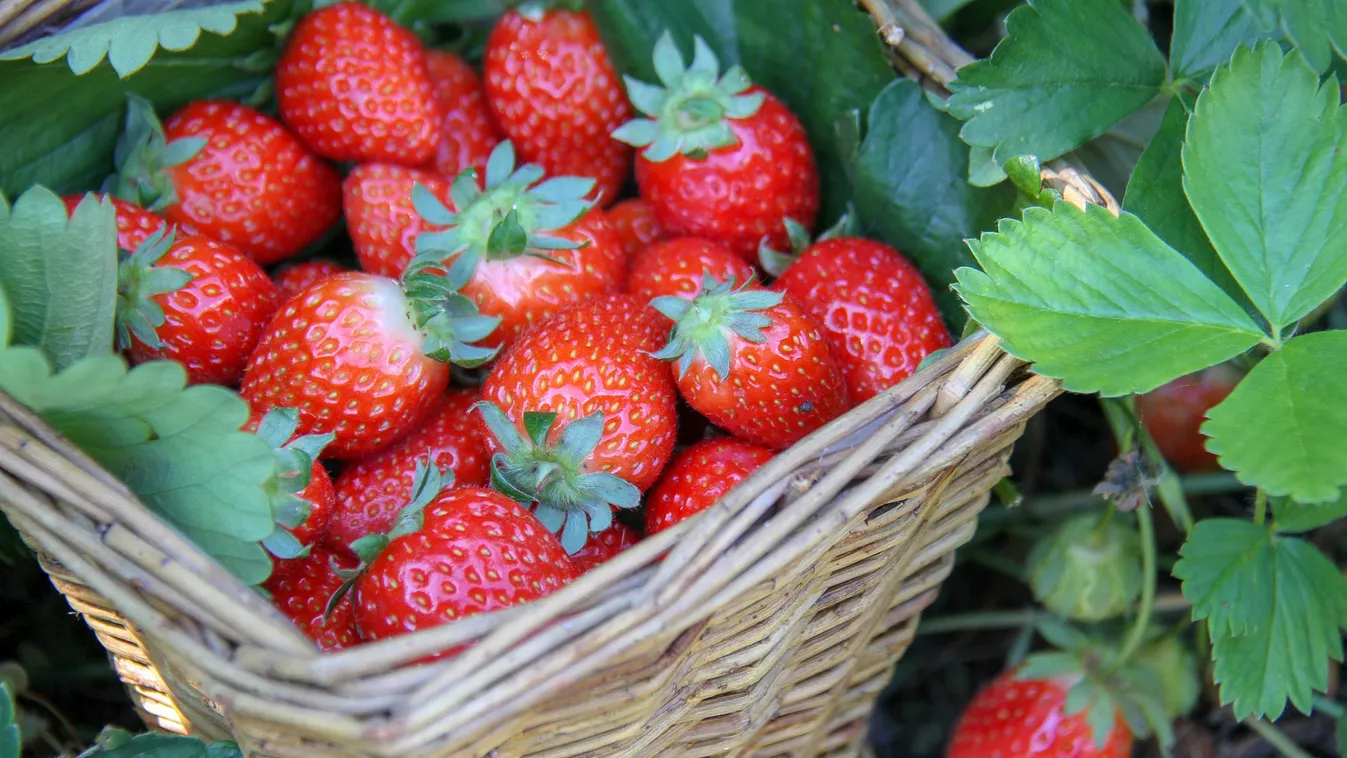 Így ültesd az epret, hogy ketszer annyit teremjen