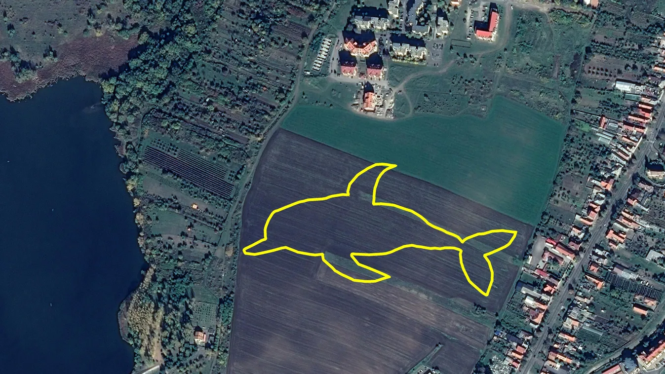 Hatalmas delfint fotóztak Heves megyében a szántóföldön