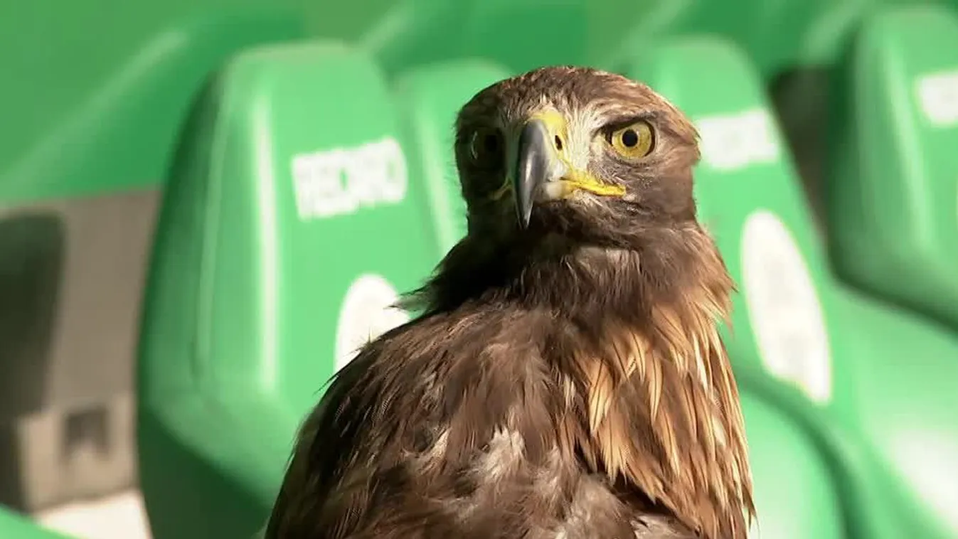 Különleges videó a Fradi ikonikus kedvencéről