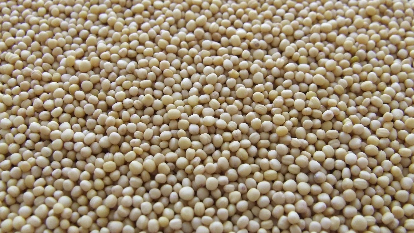 Szórj mustármagot a kertedbe és csodát látsz