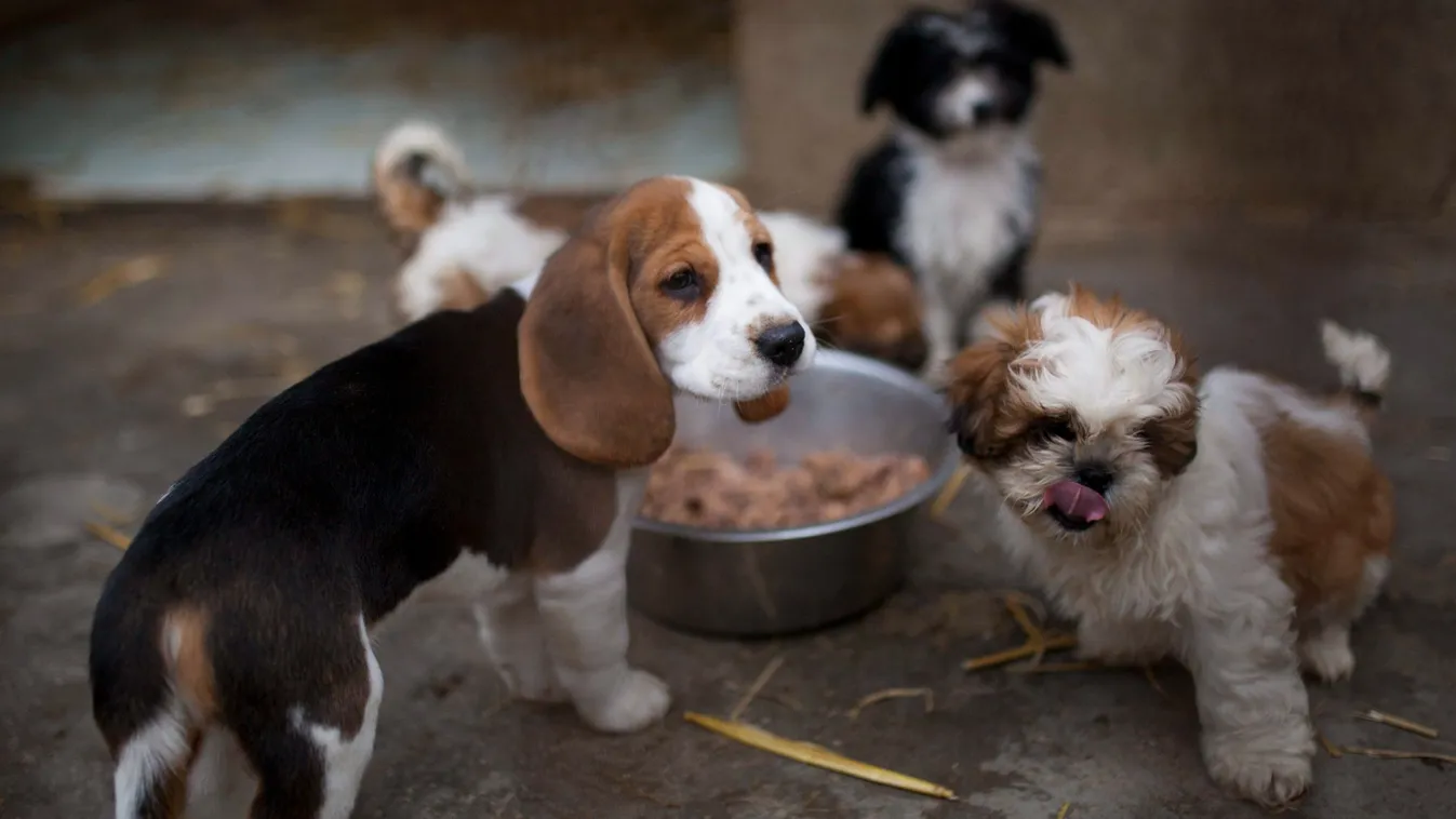 Ez a magyar egyetem a menekültek állatain is segít