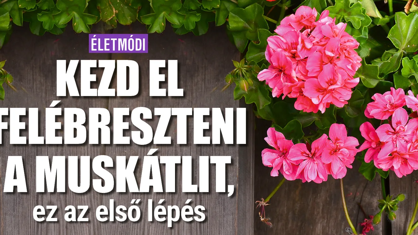 Kezdd el felébreszteni a muskátlit, ez az első lépés